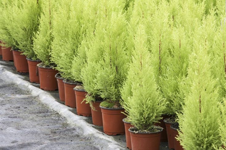 many potted plants are lined up in rows