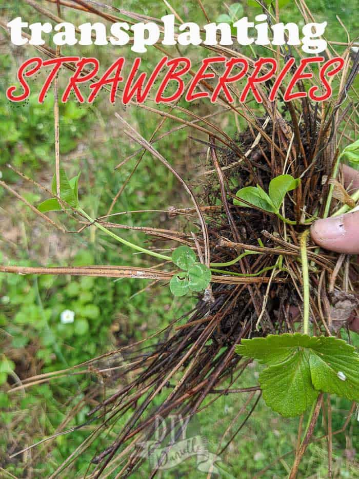 someone is holding up some strawberries in their hand with the words, transplanting strawberries