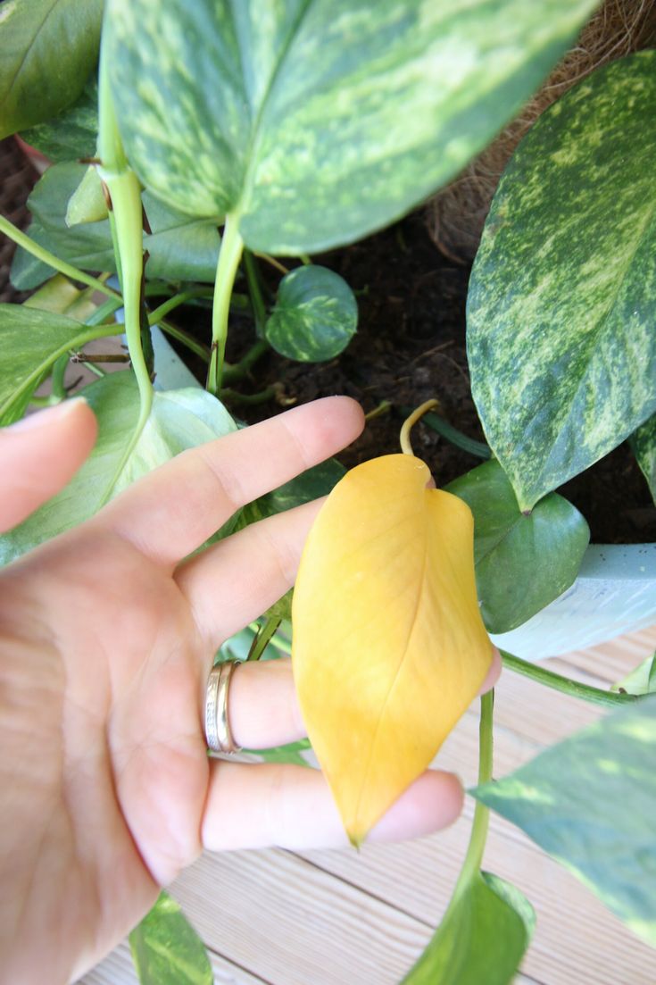 a hand holding a yellow flower in front of some green leafy plants on a wooden table