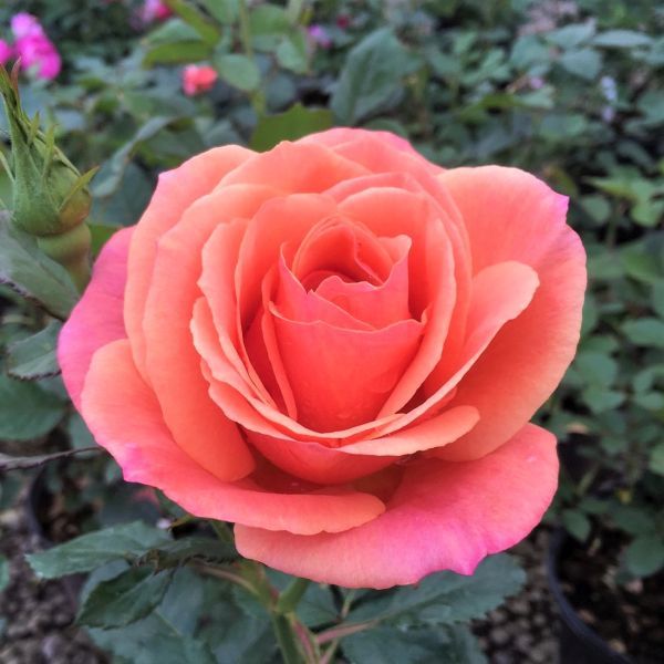 an orange rose with pink flowers in the background