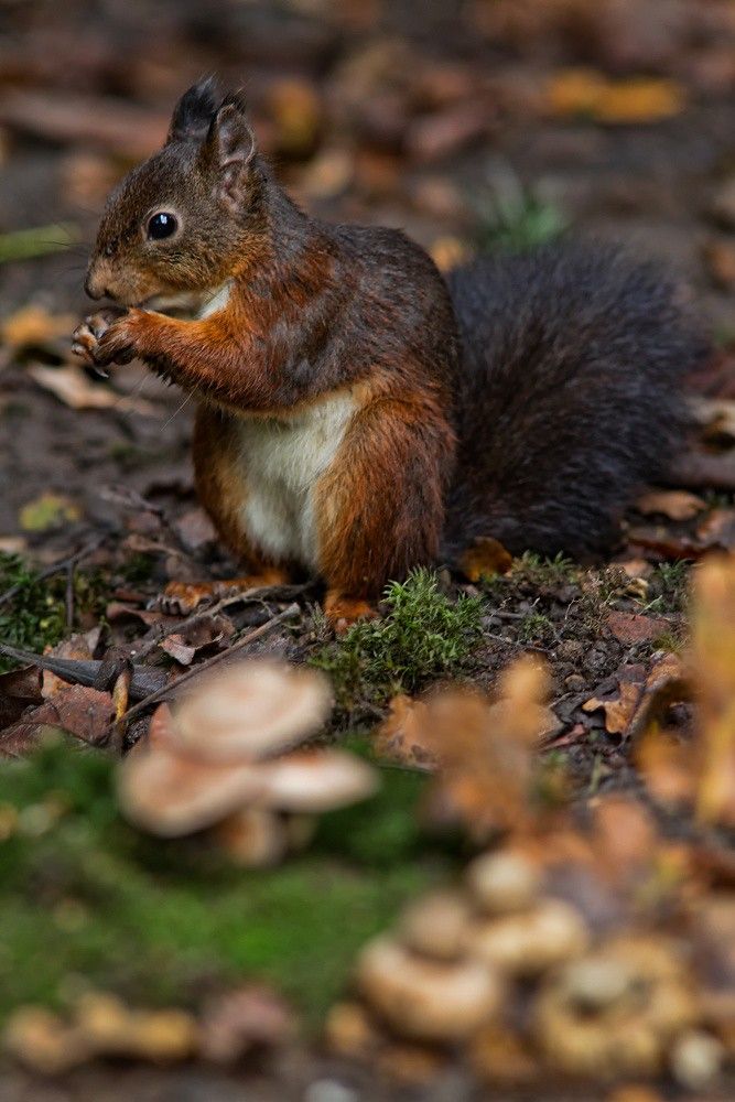 a squirrel is sitting on the ground and eating something in it's mouth while surrounded by leaves