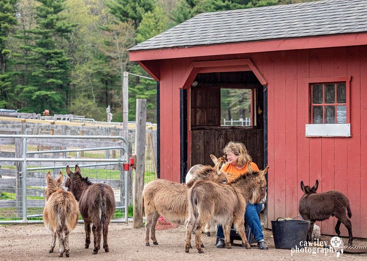 a woman is petting some small donkeys in front of a barn with other animals