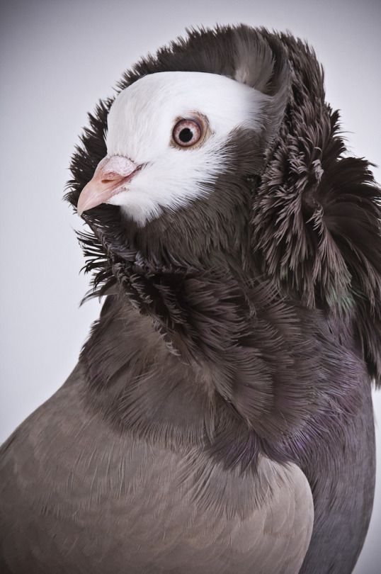 a close up of a bird with feathers on it's head and neck, in front of a white background