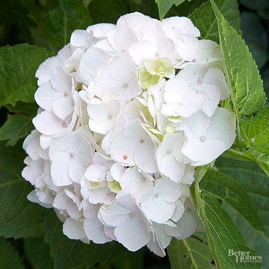 a white flower with green leaves in the background