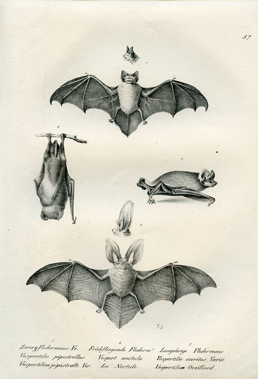 three bats are shown in black and white, including one with an upside down wing