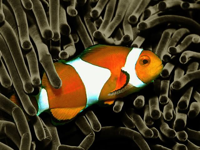 an orange and white clown fish swimming in the water near some black sea sponges