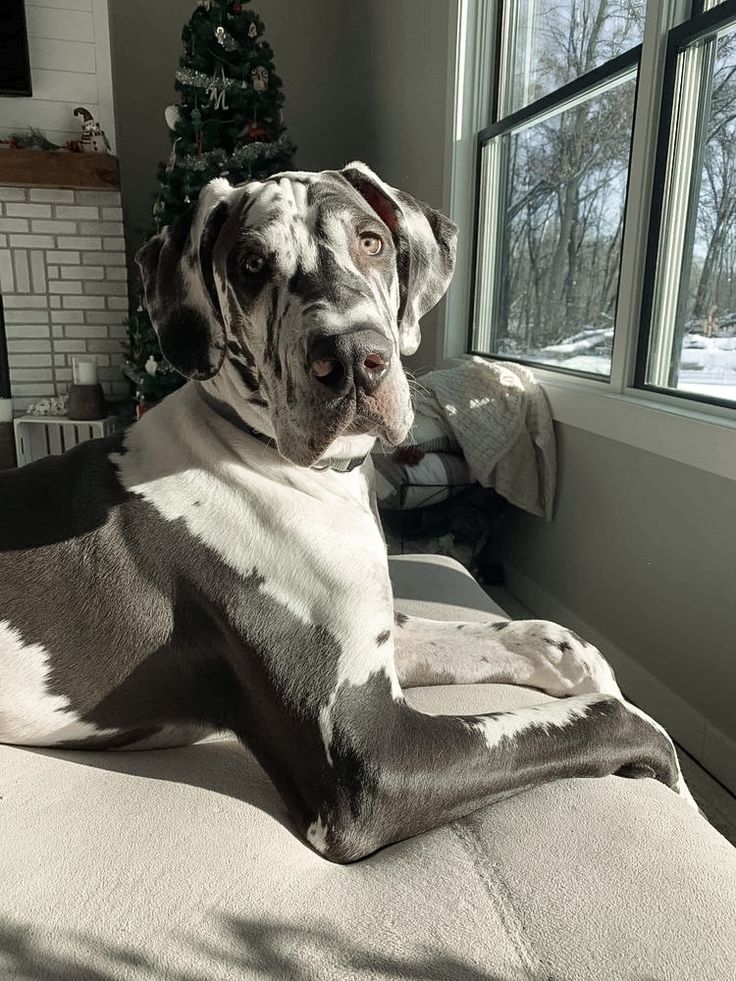 a large dog sitting on top of a couch next to a window