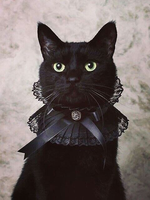 a black cat with green eyes wearing a collar and lace around it's neck