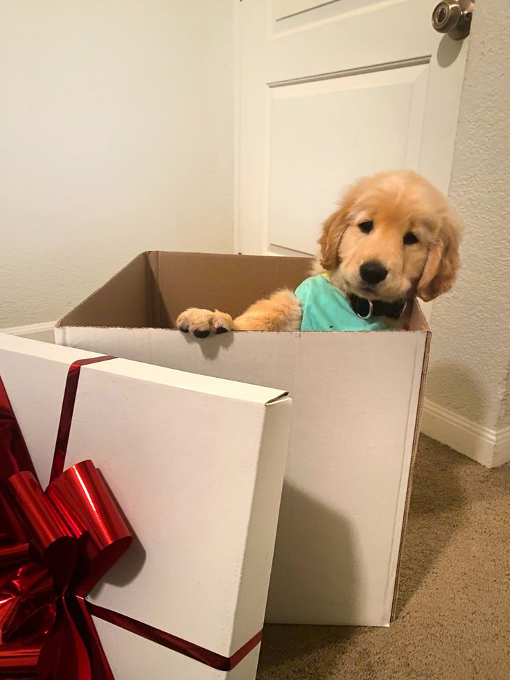 a dog is sitting in a box with a bow