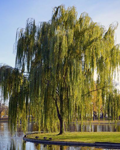 a large willow tree sitting next to a lake