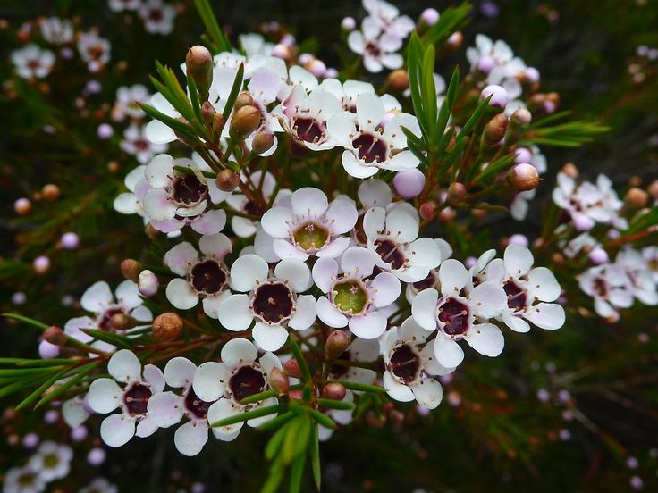 some white and brown flowers on a tree