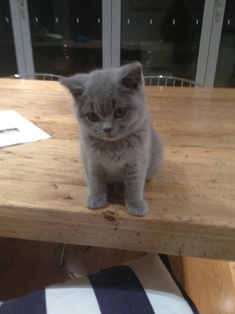 a grey cat sitting on top of a wooden table