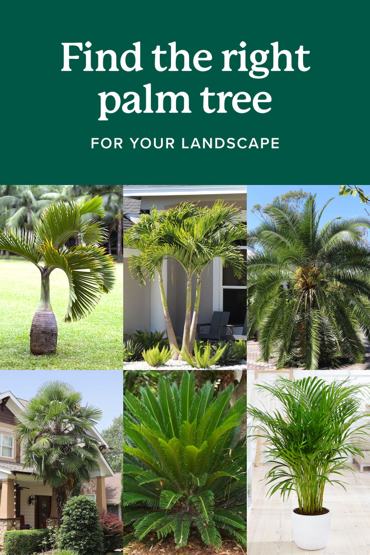 palm trees and other tropical plants with the words find the right palm tree for your landscape