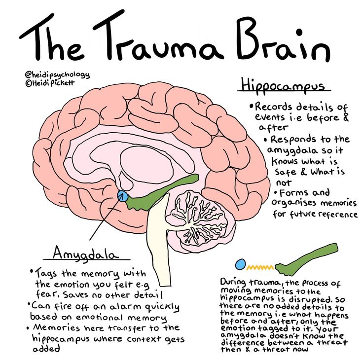 the human brain with labels on it, labeled in different languages and parts to describe