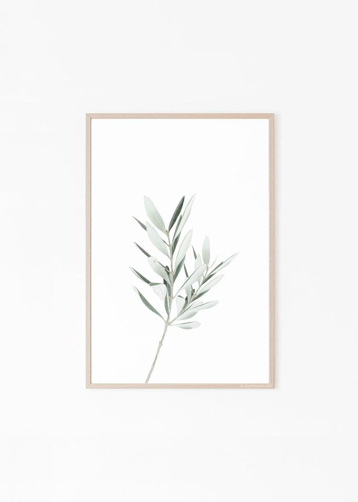 an olive branch in a white frame on a wall