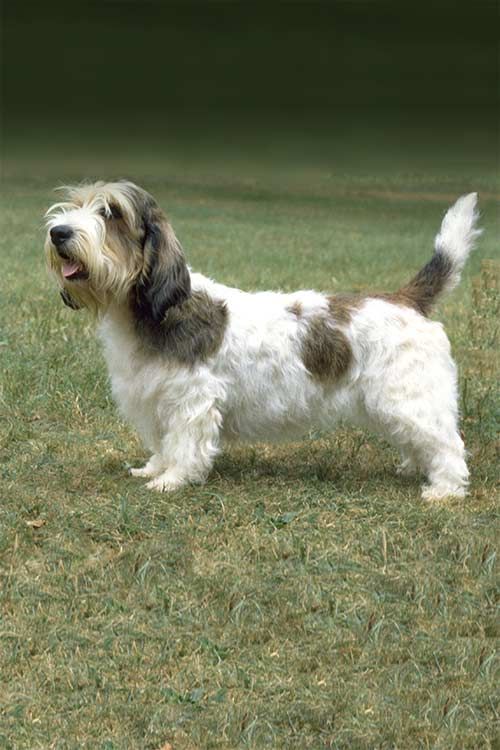 a brown and white dog standing on top of a lush green field