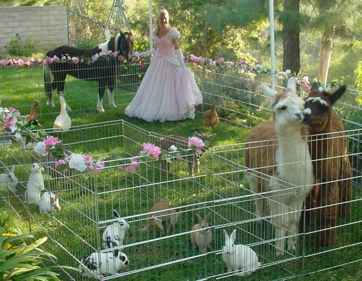 a couple of llamas and some other animals in a fenced off area