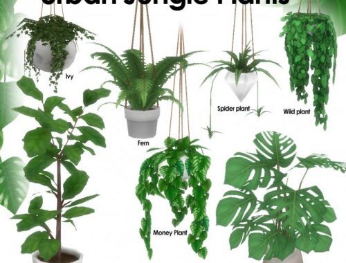 there are many different types of house plants