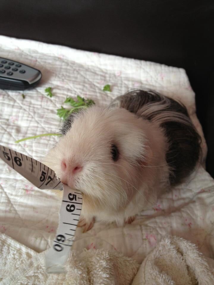 a hamster with a measuring tape in its mouth on a bed next to a remote control