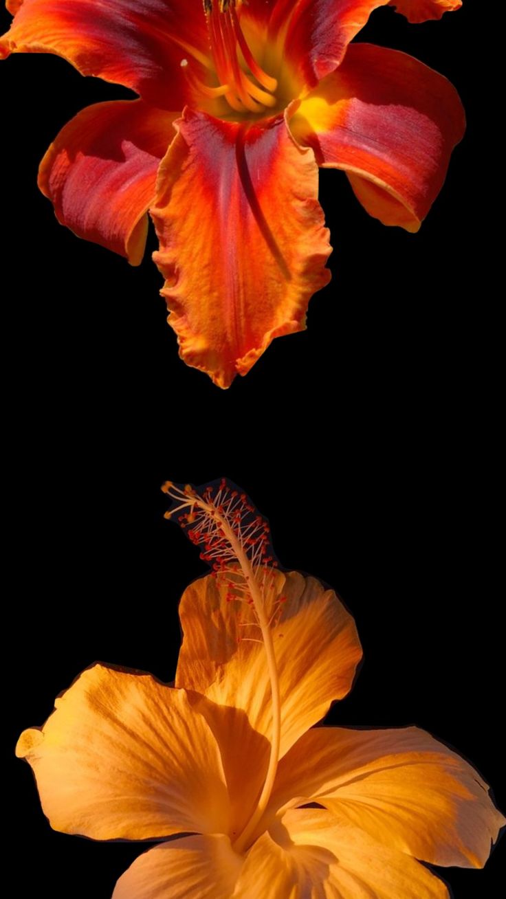 two orange and yellow flowers on a black background