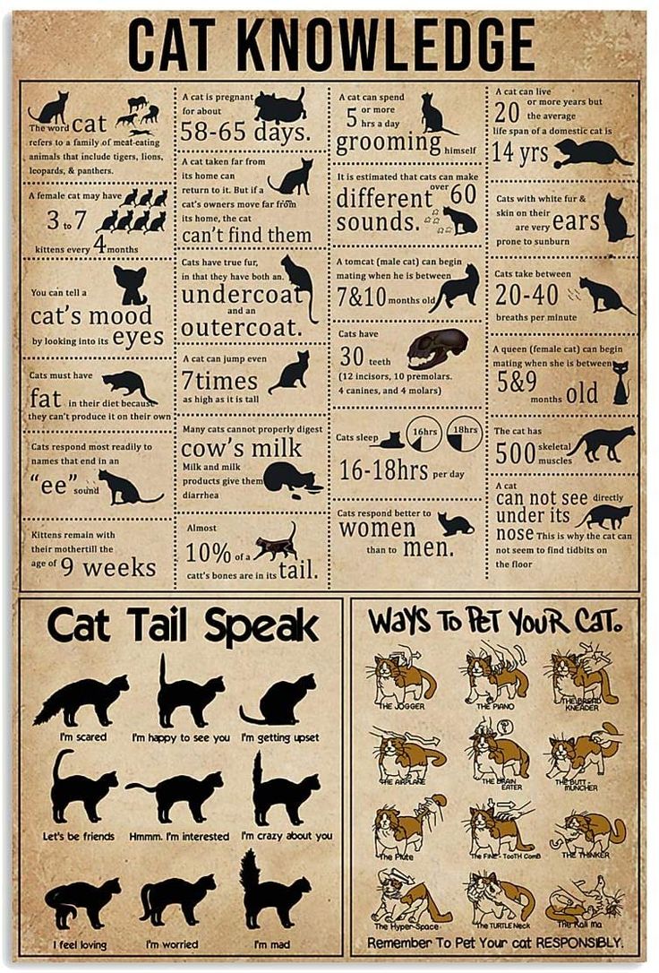 Cat Knowledge Table Pet Love Vintage Cat Knowledge, Knowledge Poster, Cat Language, Animal Facts, Cat Facts, Cat Posters, Cats And Dogs, Samhain, Cat Care