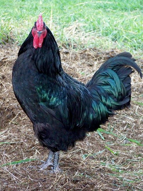 a black and red rooster standing on top of a grass covered field next to a tree