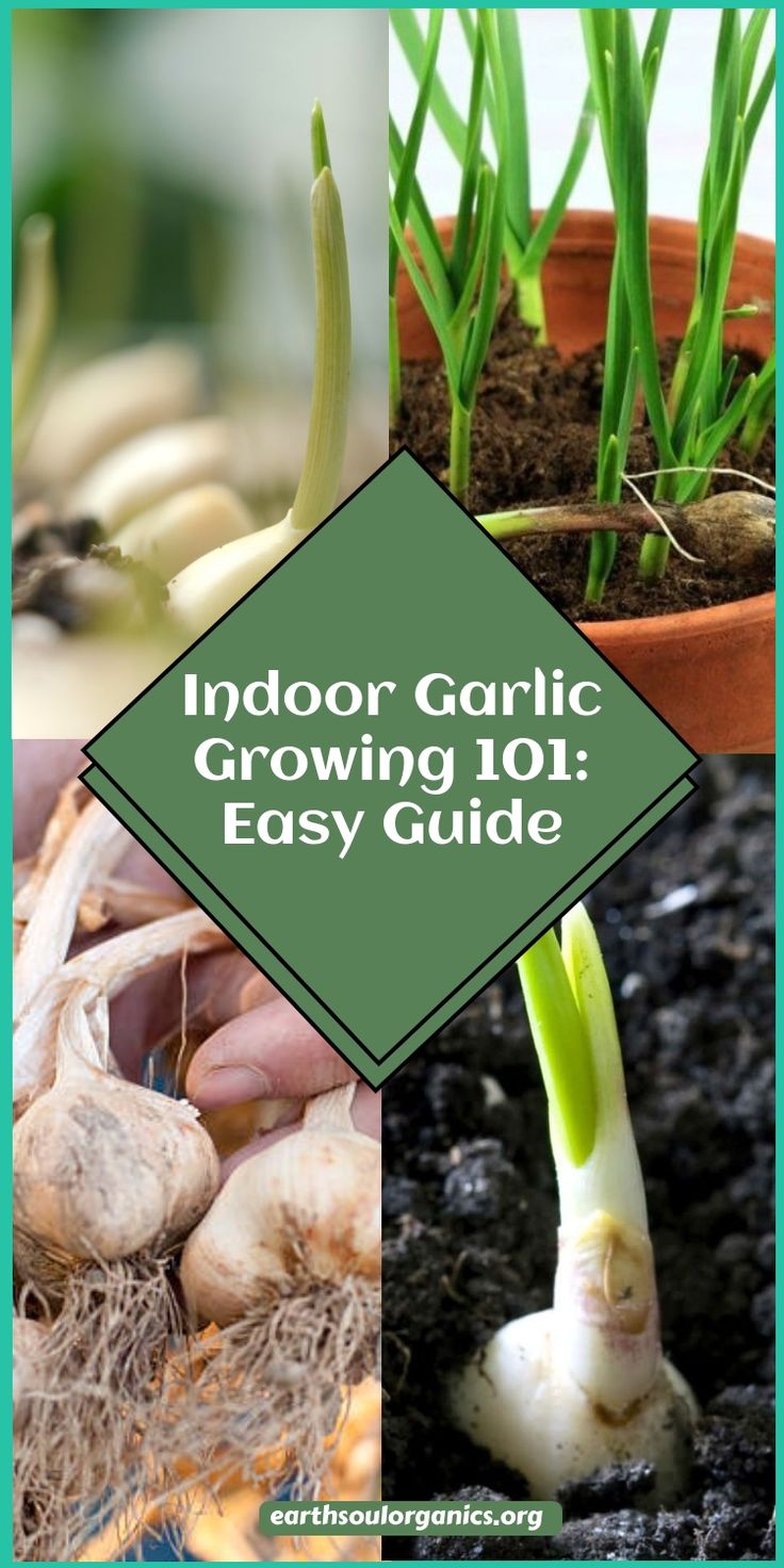 indoor garlic growing 101 easy guide