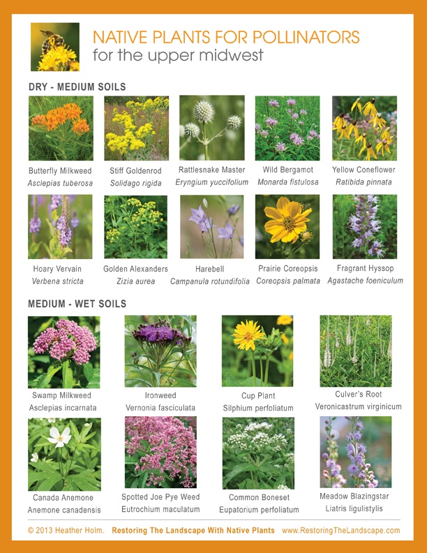 an image of native plants for pollinitors in the upper midwest region, including wildflowers