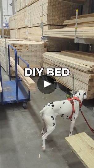 a dalmatian dog on a leash standing next to some lumber