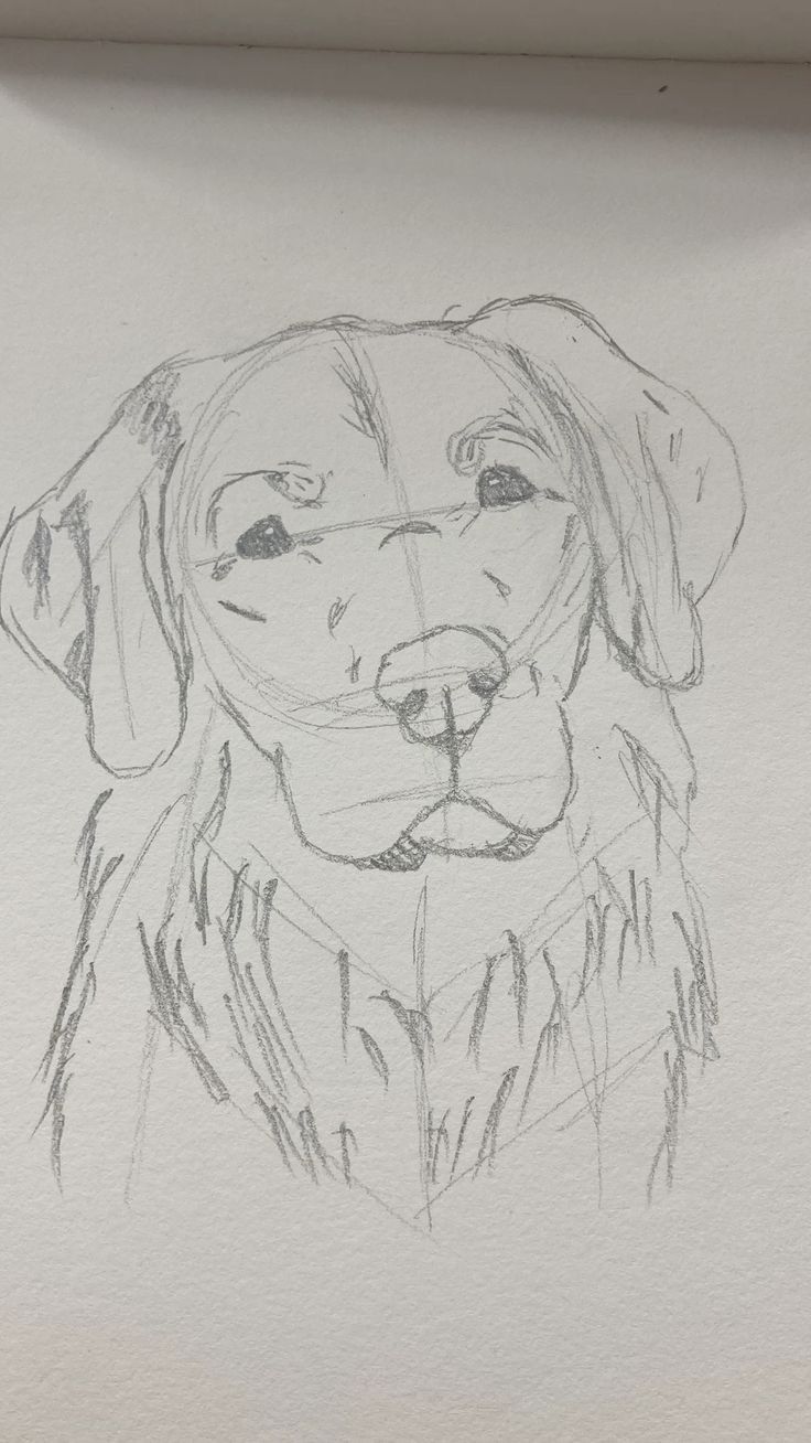 a drawing of a dog's face is shown