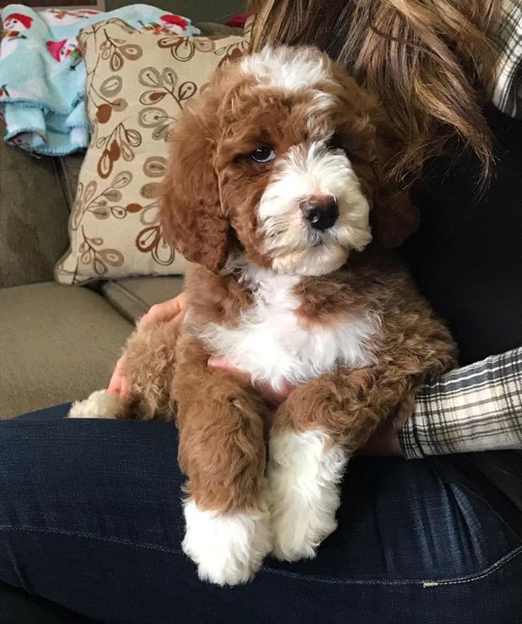 a woman holding a brown and white dog on her lap in front of a couch