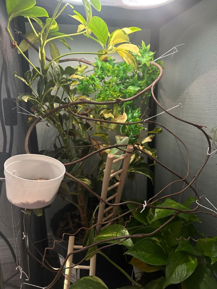 a potted plant with some green leaves on it and a light in the background