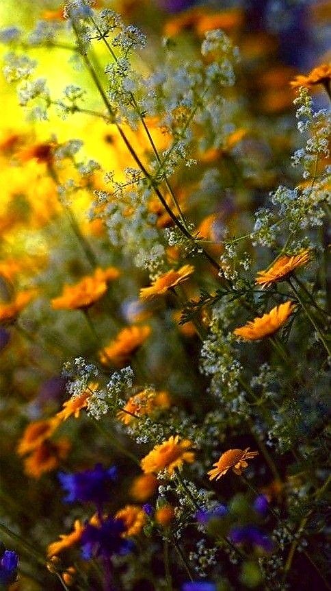 wildflowers and other flowers are in the foreground with bright yellow, blue, and purple colors