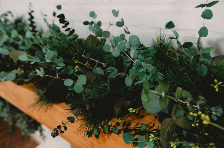 some green plants are on a wooden shelf