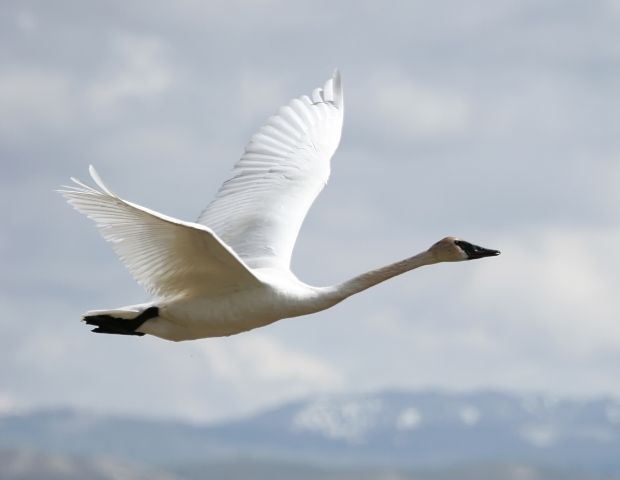 a white swan flying through the sky with mountains in the background