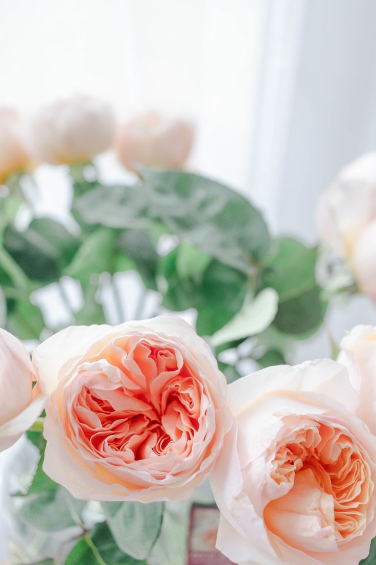 three pink roses are in a vase on a table next to a green leafy plant