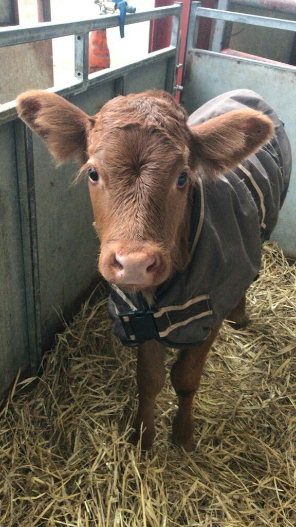 a baby cow wearing a sweater standing in hay