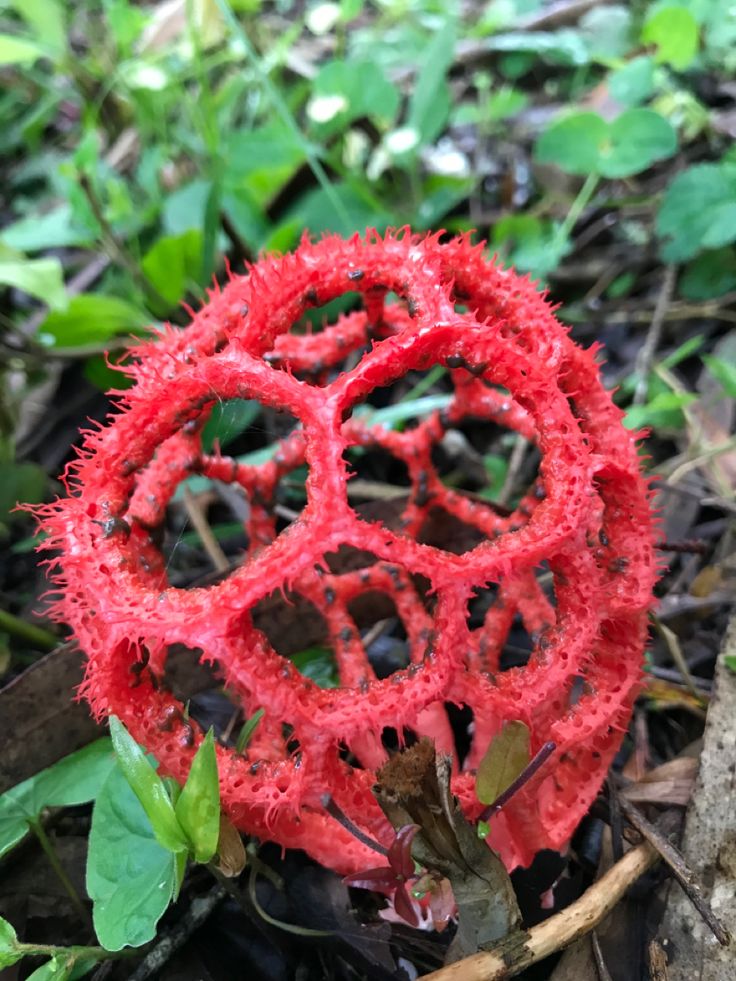 a red flower that is on the ground