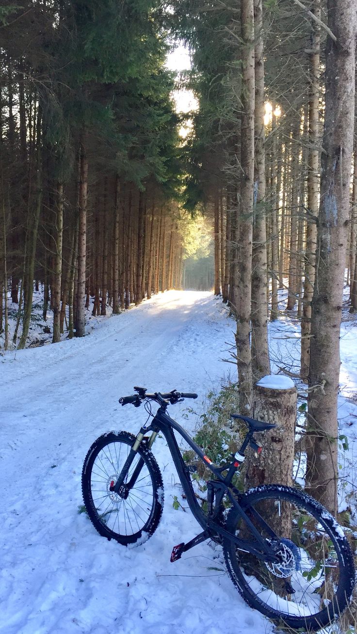 a bike parked in the middle of a snow covered road next to tall pine trees