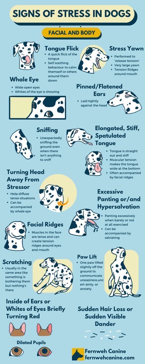 Pet Care Products, Meds For Dogs, Dog Body Language, Dog Remedies, Vet Medicine, Dog Health Tips, Effective Exercises, Dog Language, Dog Facts