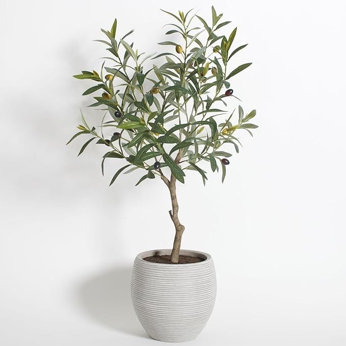 an olive tree in a white ceramic pot