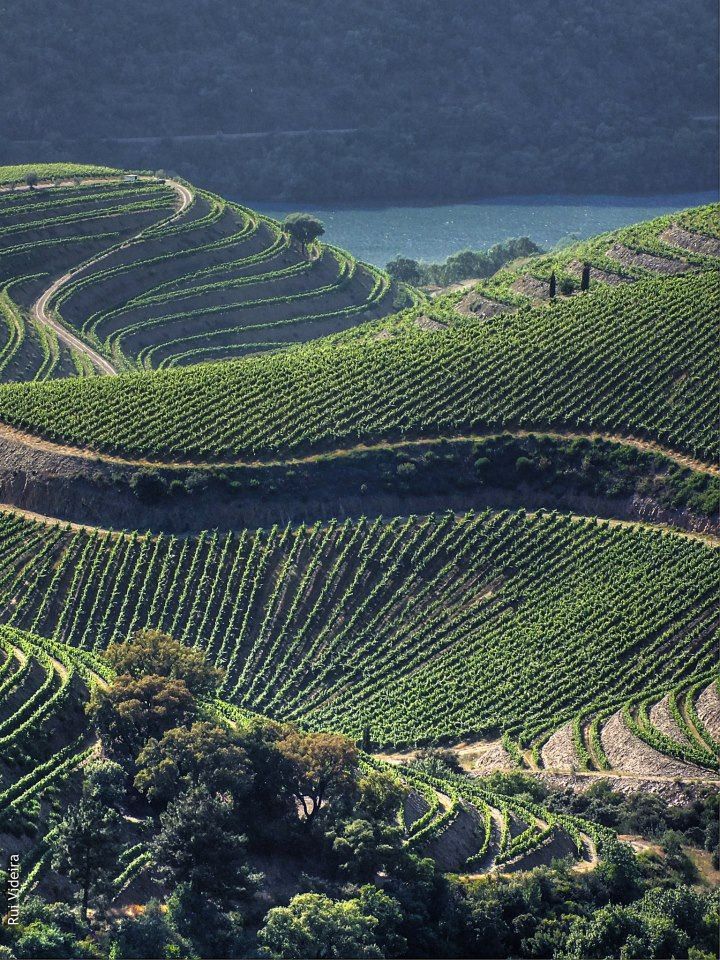 an aerial view of a vineyard in the hills near water and trees, with mountains in the background