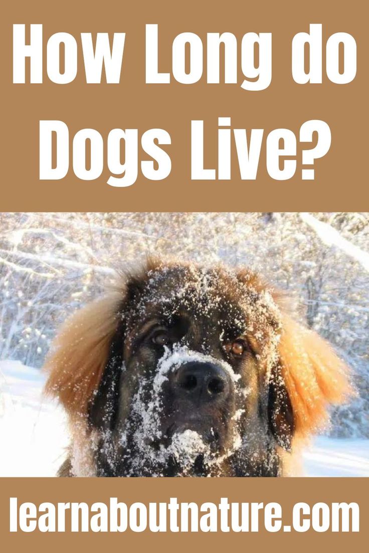 How Long do Dogs Live? Nature Website, Land Animals, Domestic Animals, About Nature, Live And Learn, Senior Citizen, Live Long, Too Short, Big Dogs