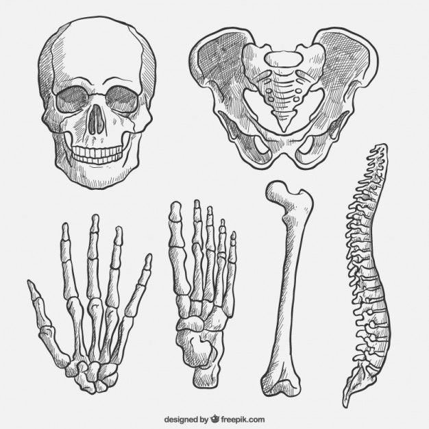 the skeleton and bones are shown in this hand - drawn drawing, which shows different types of