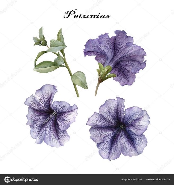 three purple petunias flowers with green leaves and buds on white background stock photo