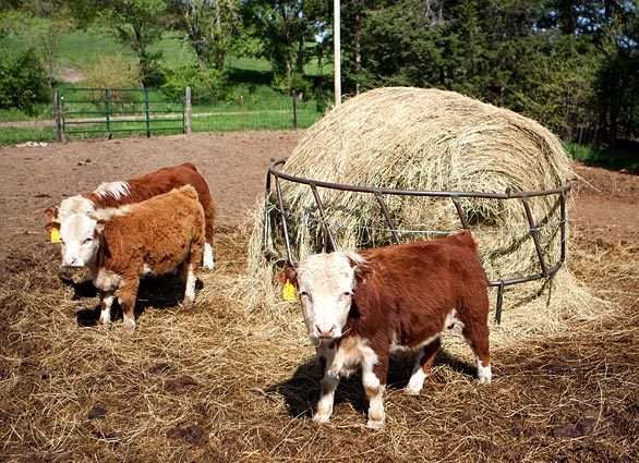 two brown and white cows standing next to hay bales