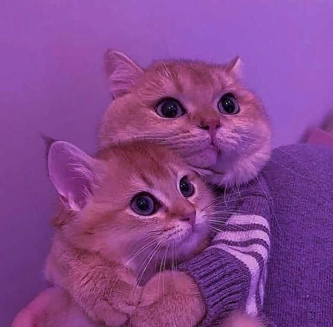 two kittens are sitting on the arm of a person wearing a sweater and looking at the camera