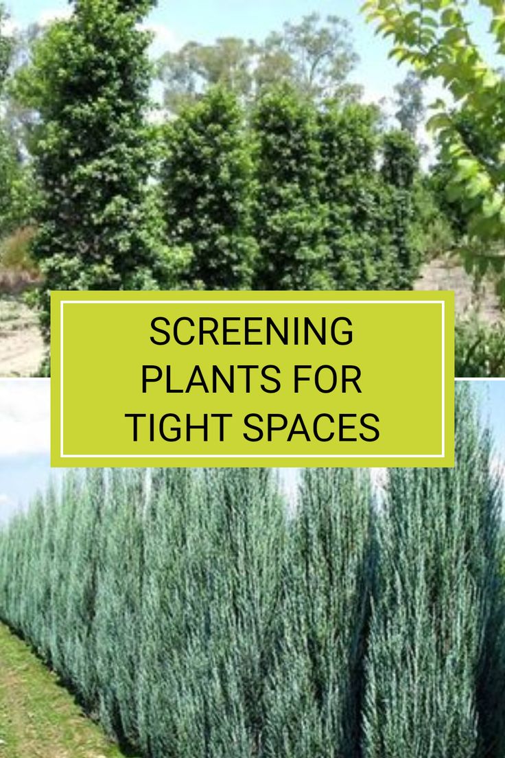 several different types of plants with the words screening plants for tight spaces on top of them