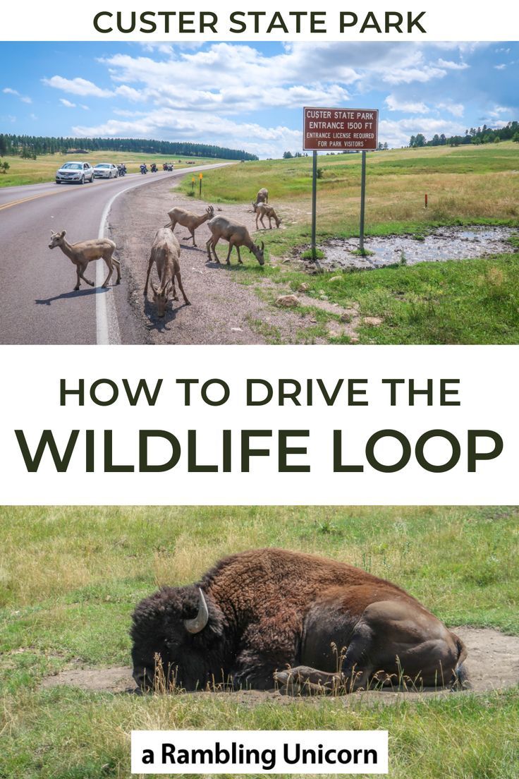 a bison laying down on the side of a road next to a sign that says how to drive the wildlife loop