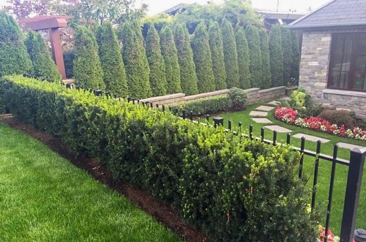 a long row of bushes in front of a house